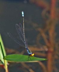 Pseudagrion rubriceps