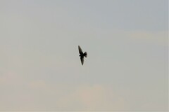 Ptyonoprogne concolor