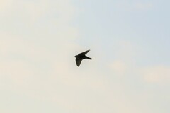 Ptyonoprogne concolor