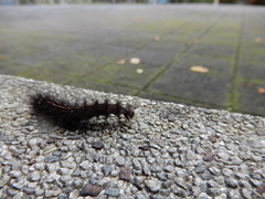 Lasiocampoidea