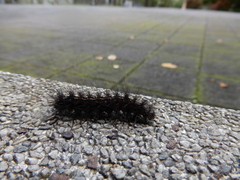 Lasiocampoidea