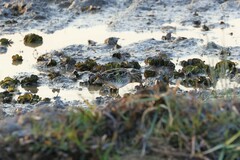 Gallinago