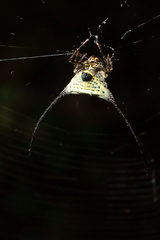 Macracantha arcuata