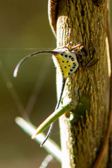 Macracantha arcuata