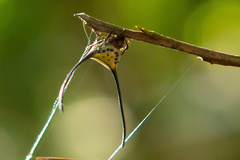 Macracantha arcuata