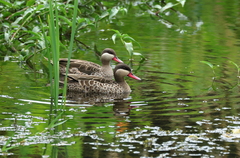 Anas erythrorhyncha
