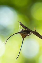 Macracantha arcuata