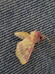 Psectrotarsia suavis