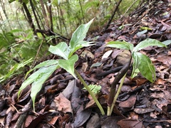 Arisaema ilanense