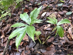 Arisaema ilanense