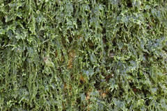 Pseudisothecium myosuroides