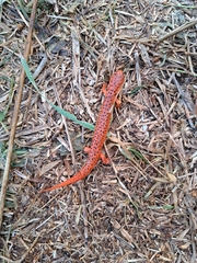 Pseudotriton ruber ruber