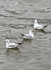 Chroicocephalus ridibundus