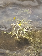 Utricularia radiata