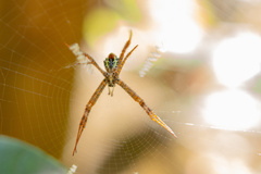 Argiope minuta