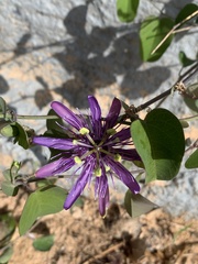Passiflora subrotunda
