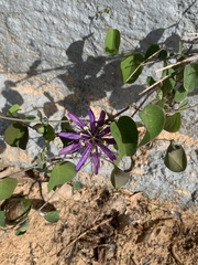 Passiflora subrotunda