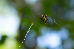 Gasteracantha diadesmia