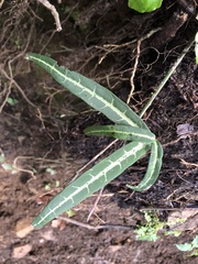 Gardneria multiflora