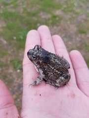 Tomopterna delalandii