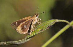 Scobura isota