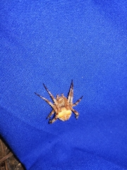Araneus pallidus