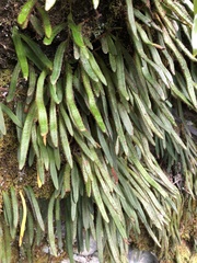 Pyrrosia linearifolia