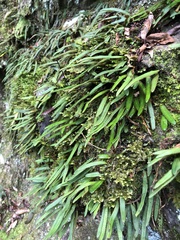 Pyrrosia linearifolia