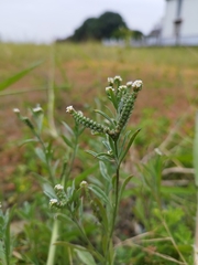 Heliotropium indicum
