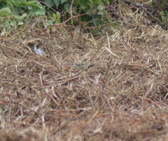 Anthus rubescens japonicus