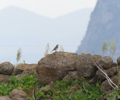 Anthus rubescens japonicus