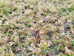 Glinus oppositifolius