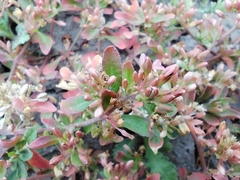 Glinus oppositifolius