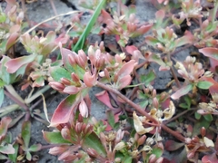 Glinus oppositifolius