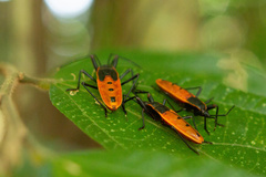 Macrocheraia grandis