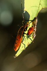 Macrocheraia grandis