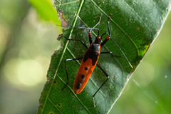 Macrocheraia grandis