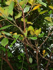 Byrsonima crassifolia