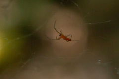 Philoponella alata