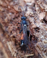 Ichneumon bucculentus