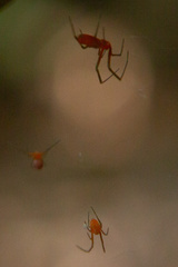Philoponella alata