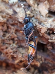 Ichneumon bucculentus