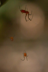 Philoponella alata