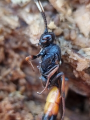Ichneumon bucculentus