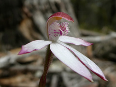 Caladenia gracilis