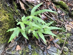 Pyrrosia polydactylos