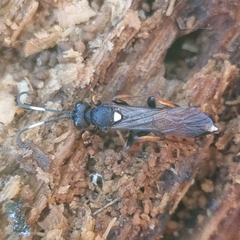 Ichneumon bucculentus