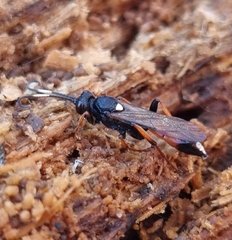 Ichneumon bucculentus