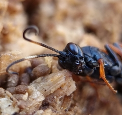 Ichneumon bucculentus