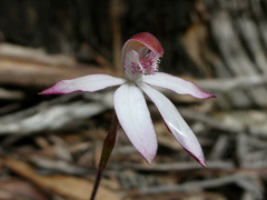 Caladenia gracilis